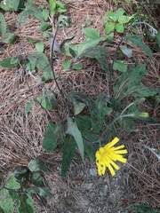 Hieracium pollichiae