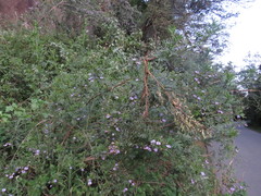 Psoralea platyphylla
