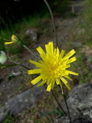 Hieracium pollichiae
