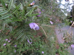 Psoralea platyphylla