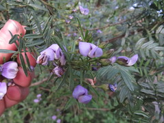Psoralea platyphylla