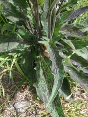 Hieracium pollichiae