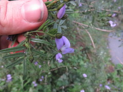 Psoralea platyphylla