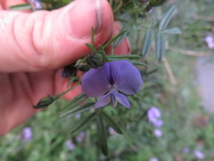 Psoralea platyphylla