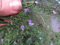 Psoralea platyphylla