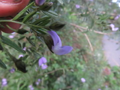 Psoralea platyphylla