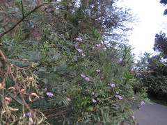 Psoralea platyphylla