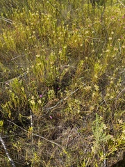 Chironia jasminoides