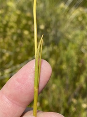 Chironia jasminoides