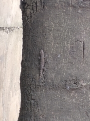 Hemidactylus frenatus