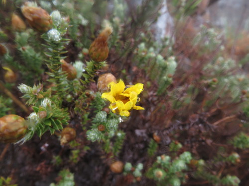 Image of Arrowsmithia styphelioides by (c) James Deacon, some rights reserved (CC BY-SA)