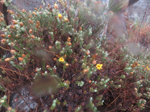 Amatole Mapdaisy (Arrowsmithia styphelioides)