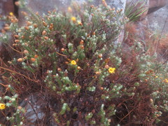 Arrowsmithia styphelioides