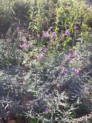 Linaria purpurea
