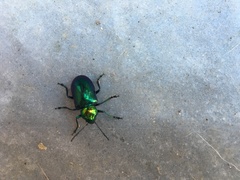 Chrysochares asiaticus