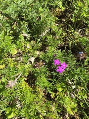 Glandularia aristigera