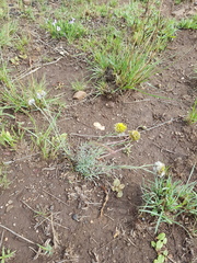 Lasiosiphon sericocephalus