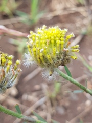Lasiosiphon sericocephalus