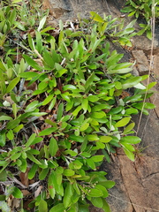 Parinari capensis capensis