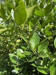 Atalantia monophylla