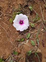 Ipomoea bathycolpos