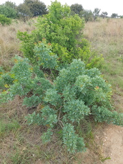 Searsia zeyheri