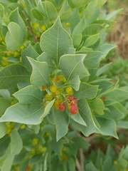 Searsia zeyheri
