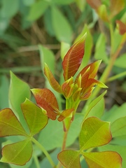 Searsia zeyheri