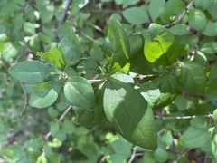 Coffea wightiana