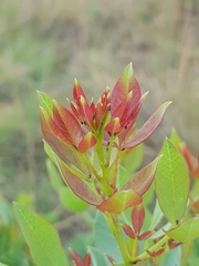 Searsia zeyheri