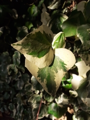 Hedera