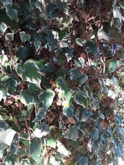 Hedera