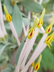 Agelanthus natalitius