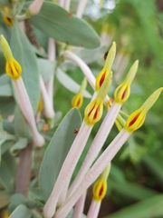Agelanthus natalitius