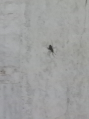 Araneae