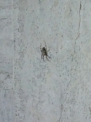 Araneae