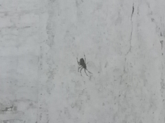 Araneae