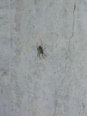 Araneae