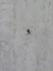 Araneae