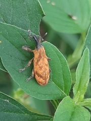 Lixus impressiventris