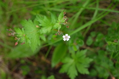 Geranium krylovii