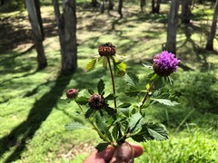 Centratherum punctatum