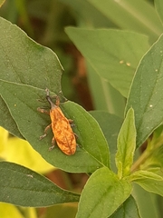 Lixus impressiventris