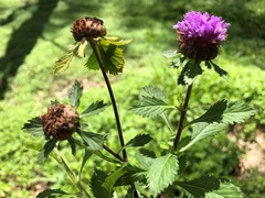 Centratherum punctatum