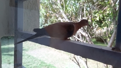 Streptopelia senegalensis