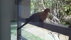 Streptopelia senegalensis