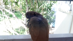 Streptopelia senegalensis