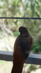 Streptopelia senegalensis