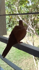 Streptopelia senegalensis