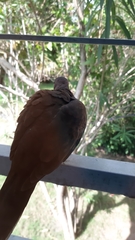 Streptopelia senegalensis